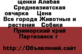 щенки Алабая (Среднеазиатская овчарка) › Цена ­ 15 000 - Все города Животные и растения » Собаки   . Приморский край,Партизанск г.